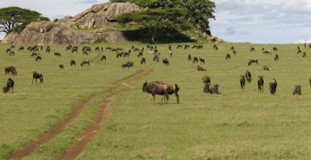 Serengeti National Park | Safari Tour Guide