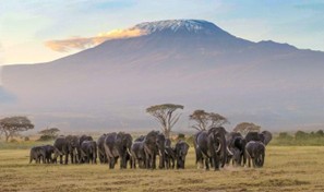 Amboseli National Park | Safari Tour Guide