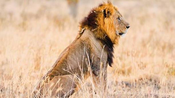 Amboseli Serena Safari Lodge Tour Guide