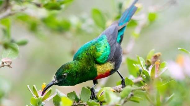 Ngorongoro conservation Tour Guide Safaris