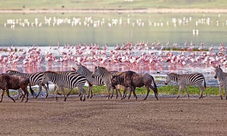 Tarangire National Park | Lake Manyara National Park | Safari Tour Guide