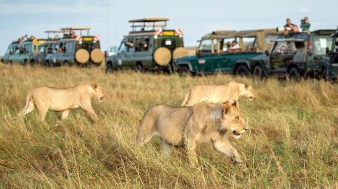 Masai Mara Game Reserve | Safari Tour Guide