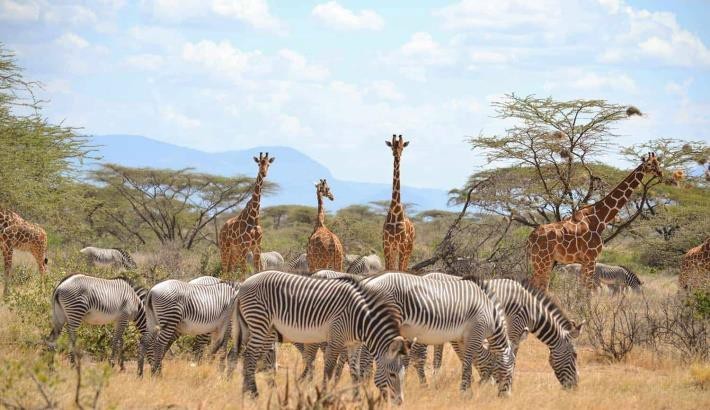 Samburu National Reserve | Safari Tour Guide